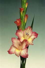Gladiolus 'priscilla' Flowers Photograph by Brian Gadsby/science ...