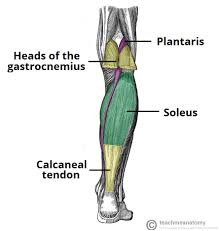 Part 4 lower body anatomy. Muscles Of The Posterior Leg Attachments Actions Teachmeanatomy