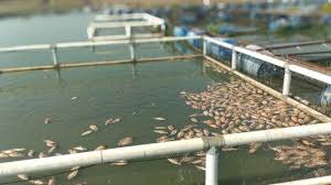 Maybe you would like to learn more about one of these? Tafsir Mimpi Melihat Banyak Ikan Mati Ternyata Pertanda Buruk Tribun Solo