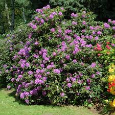 Image result for Rhododendron