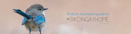 Check spelling or type a new query. Welcome To Birds In Backyards Birds In Backyards