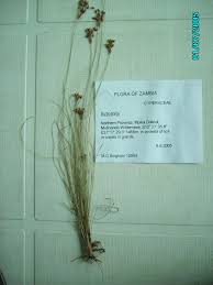 Image result for Bulbostylis hispidula