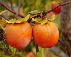 We did not find results for: Planting And Caring For The Persimmon Tree Japanese Persimmon Mygarden Com
