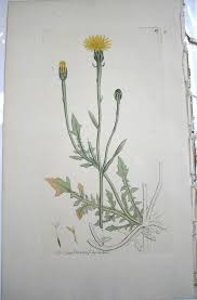 Image result for Crepis