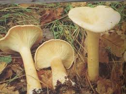 44 Bons Champignons Champignons Passion Champignon Comestible Champignon Nom Commun