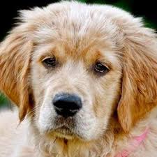 771 beğenme · 3 kişi bunun hakkında konuşuyor · 1 kişi buradaydı. White Sand English Golden Retrievers Home Facebook