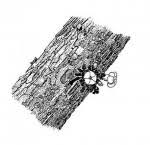 Image result for Diospyros batocana