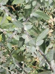 Image result for Cadaba farinosa