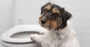 Our skilled service team will walk your yard in a grid pattern, clearing out all pet waste. Did Eating Human Poop Play A Role In The Evolution Of Dogs Psychology Today