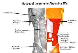 Related online courses on physioplus. Anatomy Anterolateral Abdominal Wall Muscles Article