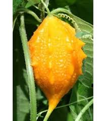 Image result for Momordica repens