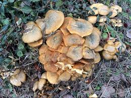 Image result for Gymnosporia pubescens