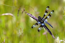 Black And Blue Dragonfly Black And Blue Dragonfly Photograph Black And Blue Dragonfly Fine Art Print Randall Ingalls Blue Dragonfly Dragonfly Blue Black