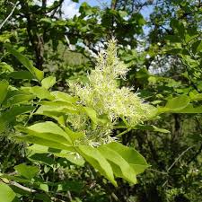 На яндекс.маркете — с 14 мая 2018 года. Freixo Das Flores Venda Freixo Das Flores Fraxinus Ornus