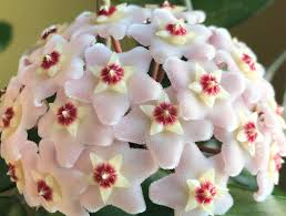 Check spelling or type a new query. Hoya Carnosa Rubra Variegated Wax Plant Porcelain Flower Krimson Princess By Thetropicalsoasis On Etsy Hoya Carnosa Porcelain Flowers Wax Plant