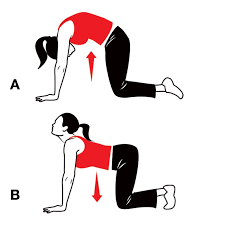 This means that during the extension phase of their traditional cat camel exercise, they're most. Trying This Http Www Womenshealthmag Com Fitness Touch Your Toes Without Your Knees Buckling Pelvic Tilt Knee Buckling Lower Back Exercises