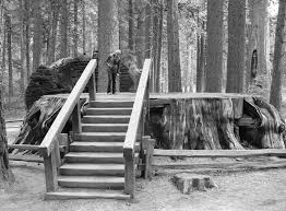 Maybe you would like to learn more about one of these? Big Trees Camping And North Grove Hike Beaut Tree Net