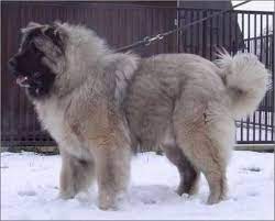 caucasian shepherd dog or sheepdog caucasian ovcharka caucasian mountain dog kavkazskaia n caucasian shepherd dog caucasian mountain dog russian bear dog