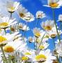 Profile Picture of Obituary information for Joyce Higgins (@brooksandwhite.com) on Google