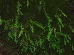 Image result for Calvoa