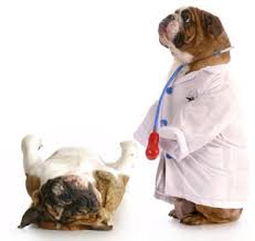 Once you understand the scope of your dog's disease and the treatment options, do the math. Five Common Mistakes With Cancer Surgery And How To Avoid Them In Your Dog Veterinary Emergency Critical Care