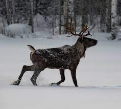 Finland's wild forest reindeer population has faced changes throughout the 2000s. Finnish Forest Reindeer A Pack Of Finnish Forest Reindeer Flickr