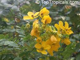 Image result for Senna floribunda