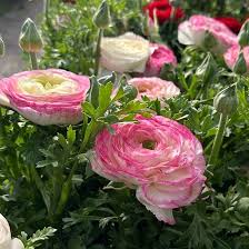 Image result for Ranunculus raeae