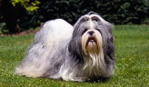 It is considered a designer breed because two pure dog breeds were deliberately bred to produce him. Most Popular Names For America S Top 10 Dog Breeds