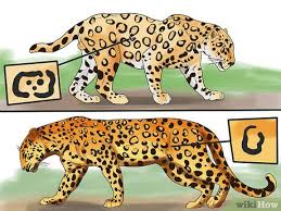 Leopard is roughly comparable in size and power to a puma, and pumas are known to kill grey wolves one on one. 3 Ways To Tell A Jaguar From A Leopard Wikihow
