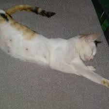 Maybe you would like to learn more about one of these? Ulama Fiqh Sepakat Bahwa Asuransi Dibolehkan Asal Cara Kerjanya Islami Kecuali Brainly Co Id