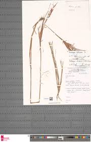 Image result for Elionurus platypus