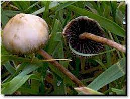Pin Auf Awaken With Fungi