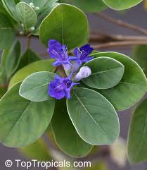Image result for Vitex obovata