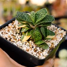 Image result for Striga linearifolia