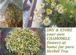 Maybe you would like to learn more about one of these? Dry And Store Chamomile At Home For Herbal Tea Gardening For Beginners