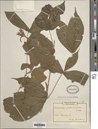 Image result for Belonophora coffeoides