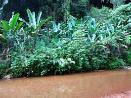 I arranged a full day package, white water rafting and 2/12 hour exploration of a nearby natural cave. Gua Tempurung Hohle In Gopeng Scenic World