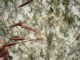 Image result for Tristachya rehmannii