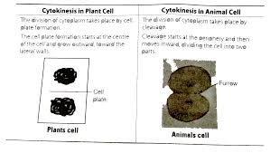 One of the key differences in mitosis is a single cell divides into two cells that are replicas of each other and have the same number of chromosomes. How Does Cytokinesis In Plant Cells Differ From That In Animals Cells