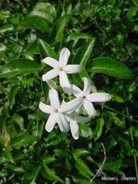 Image result for Jasminum multipartitum