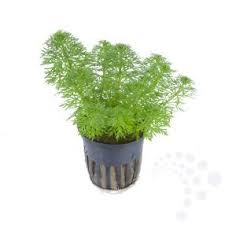 Image result for Limnophila crassifolia