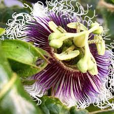 Passion Flower Passiflora Possum Purple Edible Fruit Passion Flower Plant Rare Plants Edible Garden