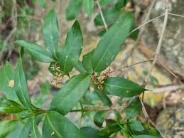 Image result for Empogona cacondensis