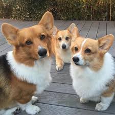 Andcorgimakesthree Corgi Corgi Dog Pembroke Welsh Corgi Puppies