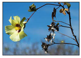 Image result for Gossypium barbadense