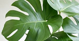 観葉植物の葉の手入れはこれで解決 ひとはなノート