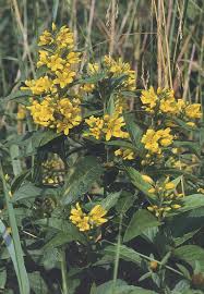 Image result for Lysimachia ruhmeriana