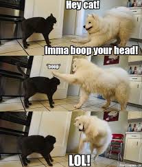 Jmh46 Jpg 500 586 Funny Animal Pictures Silly Dogs Cute Animals