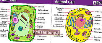Sel hewan berbeda dari sel eukariotik lain, seperti sel tumbuhan, karena mereka tidak memiliki kloroplas, dinding sel dan biasanya sel hewan sejatinya vakuola terdapat pada sel tumbuhan dan sel hewan. Perbezaan Antara Sel Haiwan Dan Sel Tumbuhan Gambar Dan Penjelasan Penuh